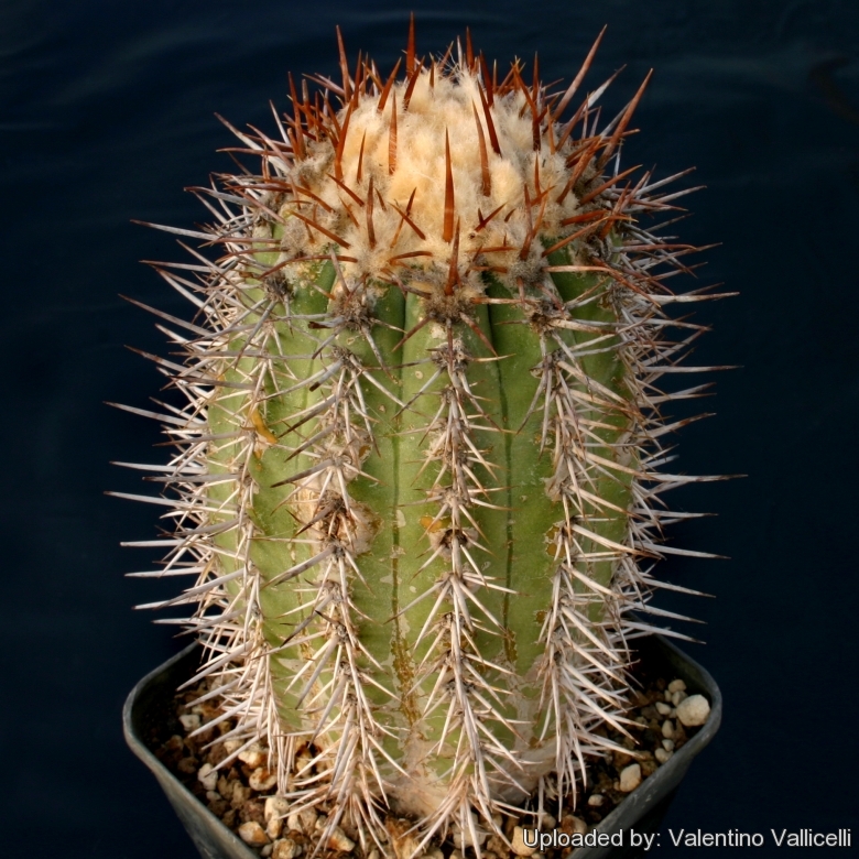 Chile north of Caldera 50 SEEDS of COPIAPOA CALDERANA Plant Seeds ...