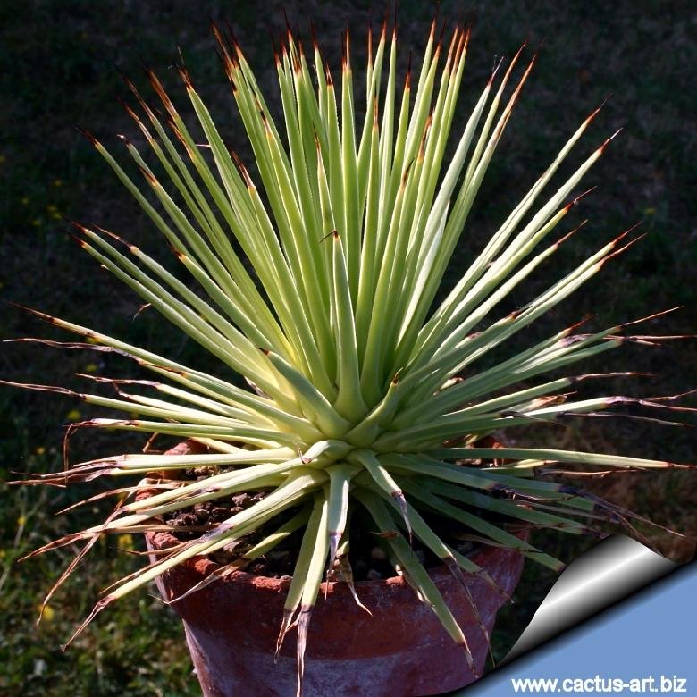 Agave striata f. minima