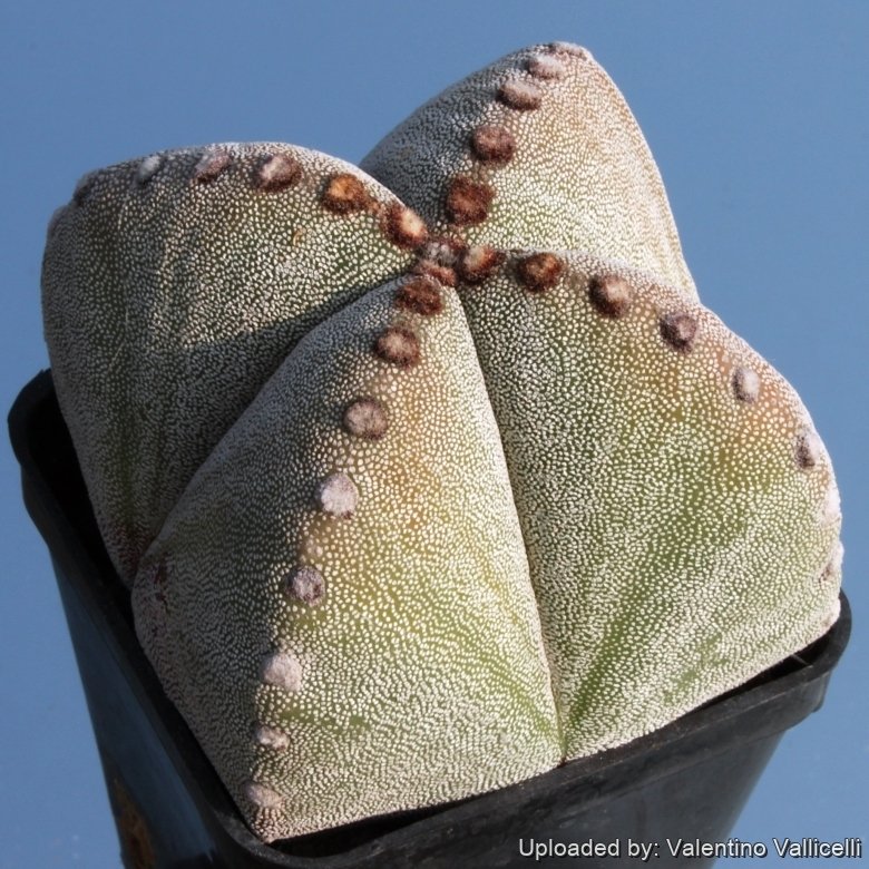 gewichtsdecke bambus Baenny Gewichtsdecke aus eco-Samt