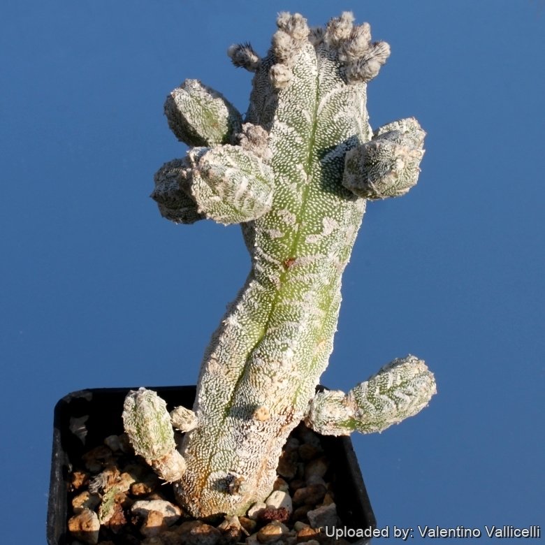 Astrophytum myriostigma var. columnare f. minima