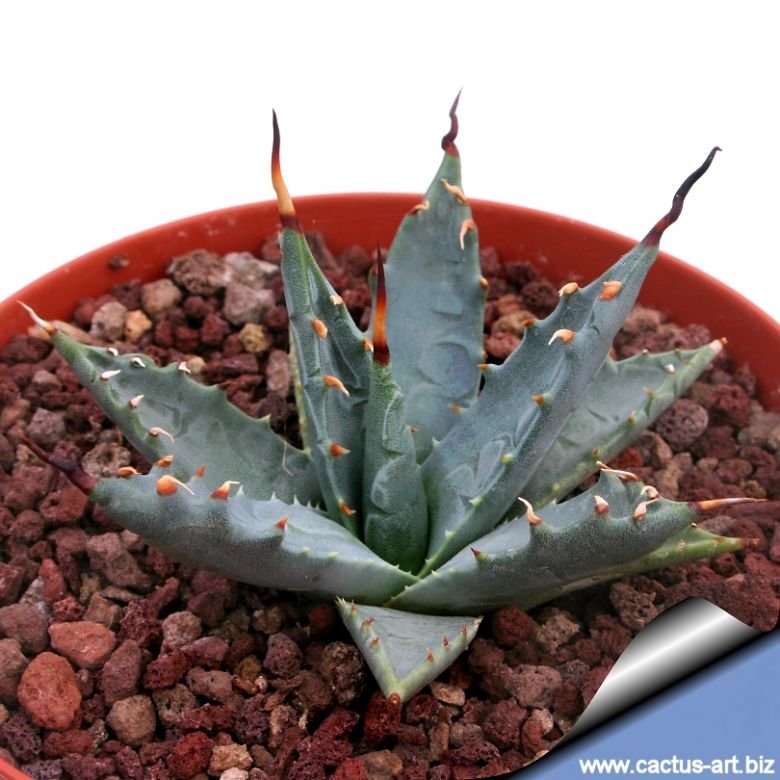 Agave nevadensis
