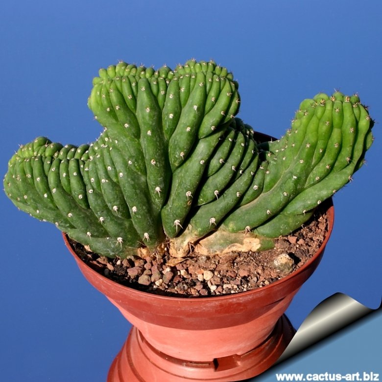Trichocereus pachanoi f. cristata 綴化 pht_4705_l.jpg