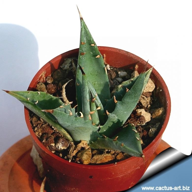 Agave nevadensis