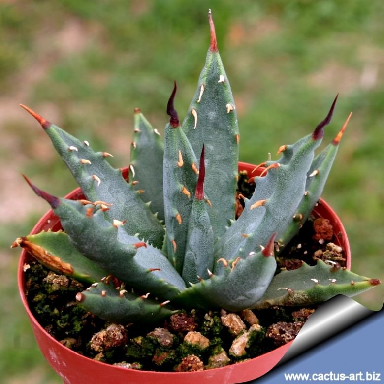 Agave nevadensis