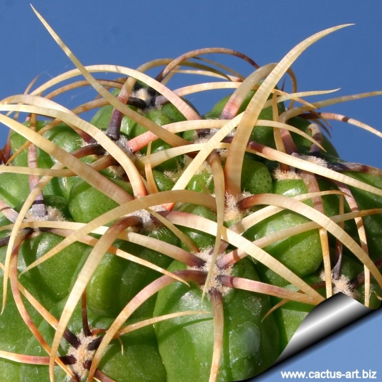 Gymnocalycium monvillei