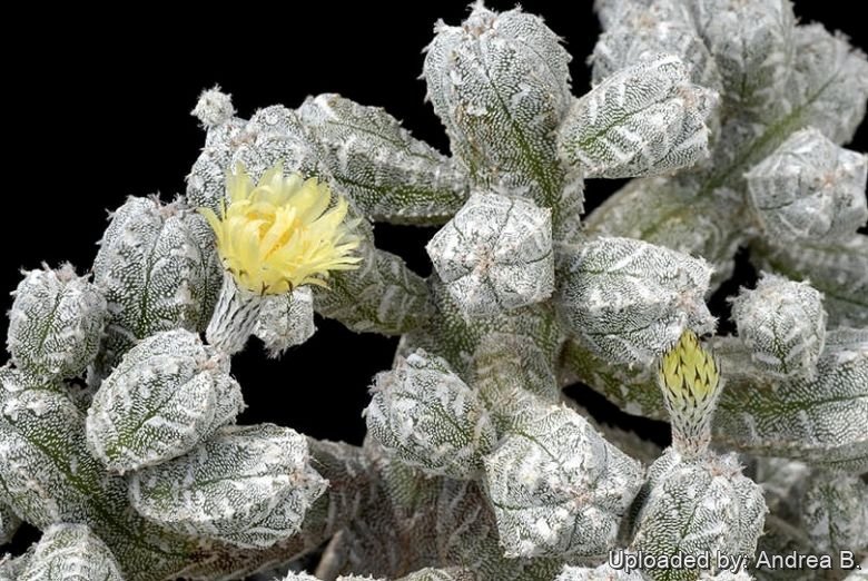 Astrophytum myriostigma var. columnare f. minima