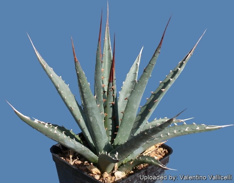 Agave nevadensis