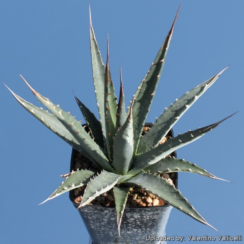 Agave nevadensis
