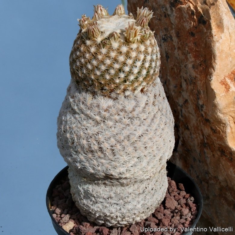 Mammillaria stella-de-tacubaya var. egregia