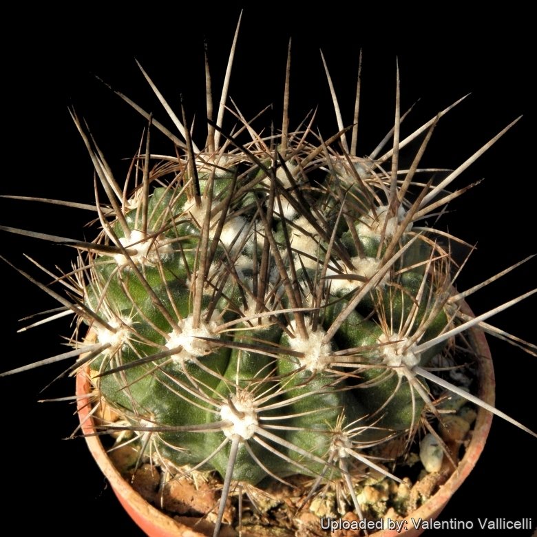 Eriosyce taltalensis