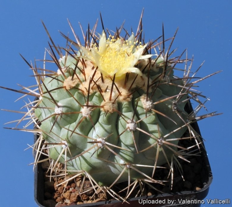Copiapoa cinerea Copiapoa cinerea