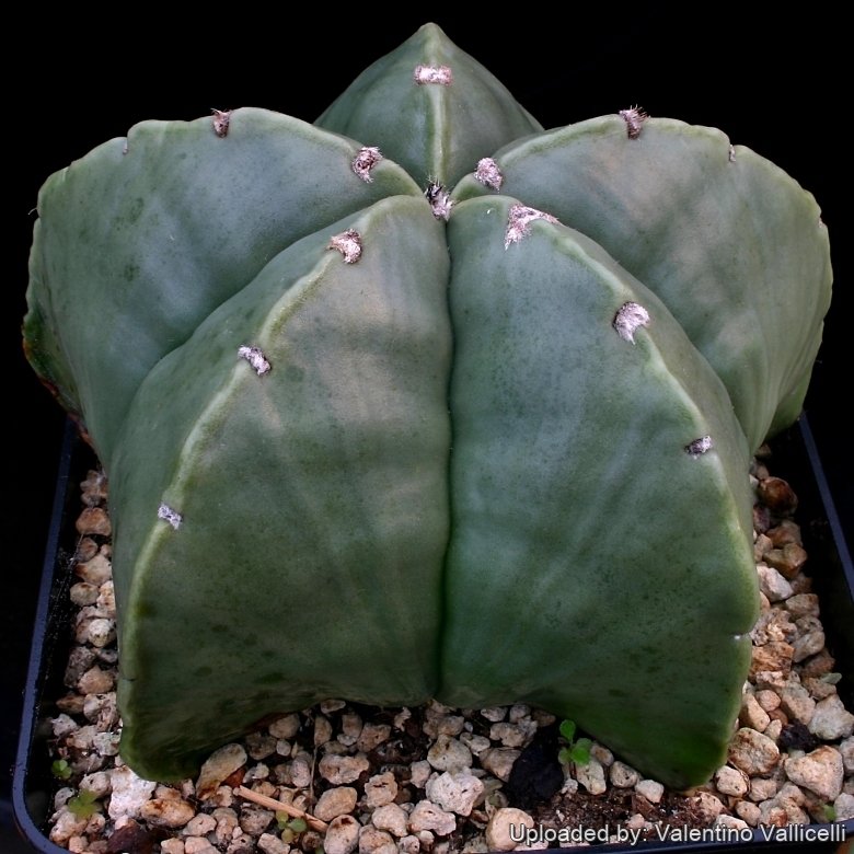 Astrophytum myriostigma var. nudum
