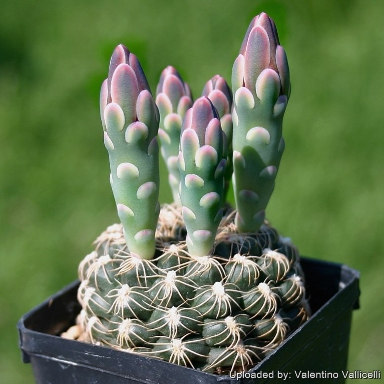 Gymnocalycium calochlorum