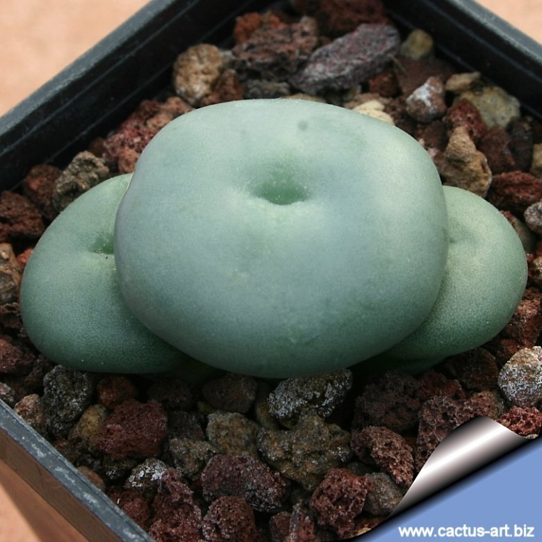 Conophytum minutum var. pearsonii
