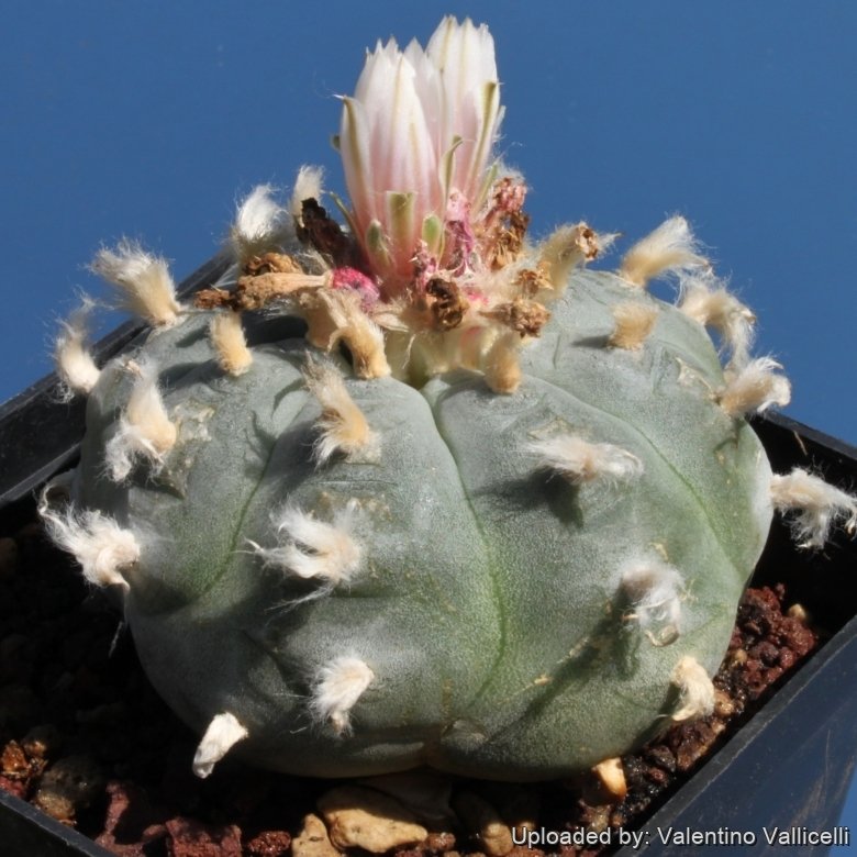 Produktbild von Lophophora Williamsii V Calabasicall - Peyote Samen