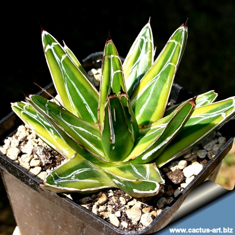 agave Victoria Reginae variegated - campestre.al.gov.br