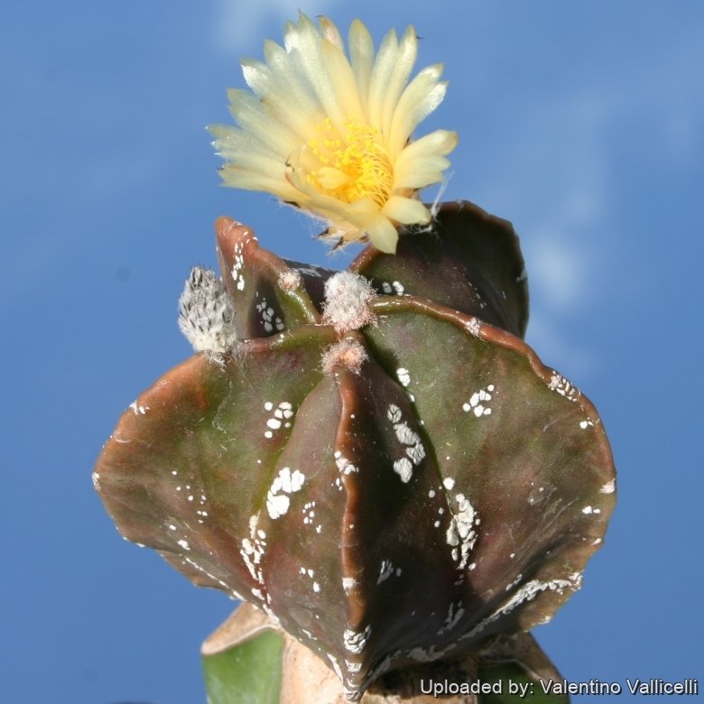 その他観葉植物 Myrmephytum selebicum Bukidnon Astrophytum myriostigma cv. Hakuun nudum