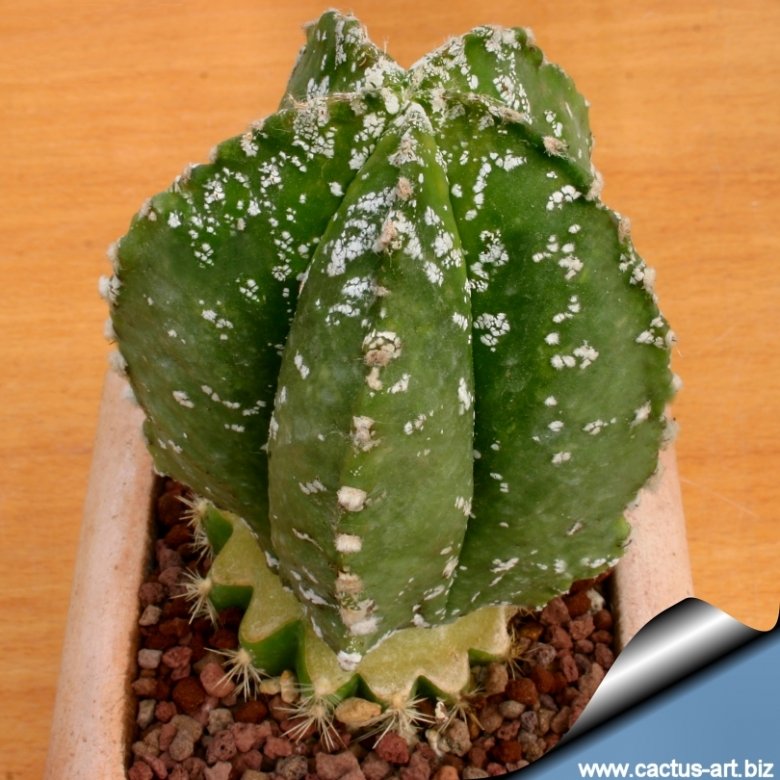Astrophytum myriostigma cv. Hakuun nudum