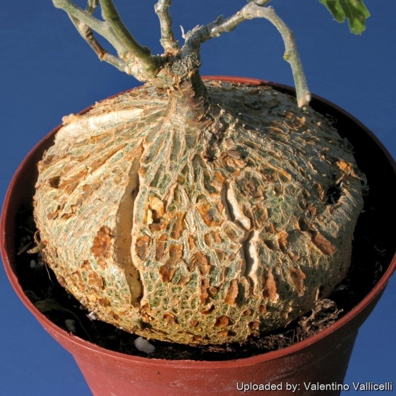 ジゴシキオス トリパルチタス Zygosicyos tripartitus Zygosicyos tripartitus