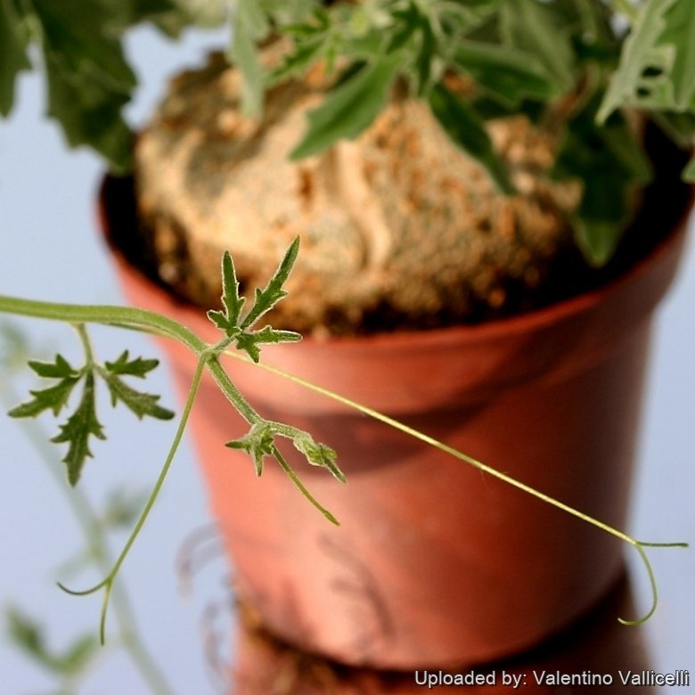 Xerosicyos tripartitus