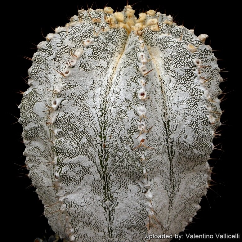 Astrophytum hybrid OR-ONZ (A. ornatum x A. myriostigma cv. onzuka)