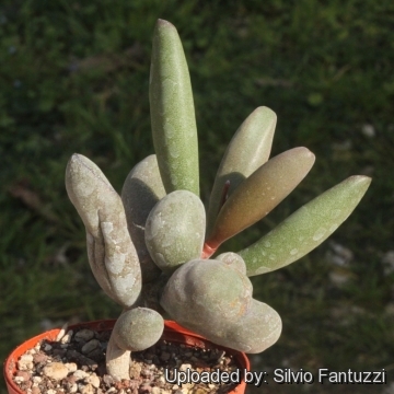 Adromischus marianae f. herrei