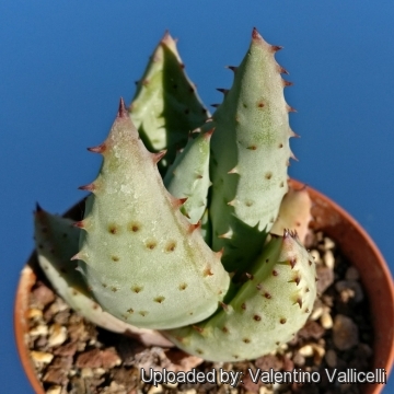 Aloe reitzii