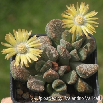 Aloinopsis luckhoffii фото