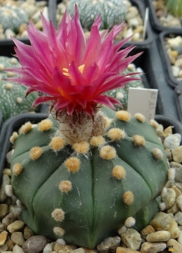 Astrophytum asterias