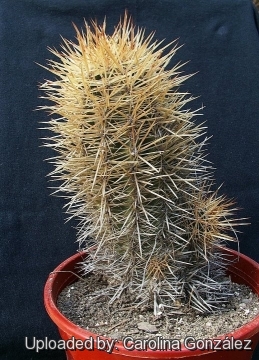 Austrocactus patagonicus