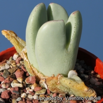 Conophytum bilobum