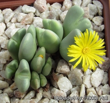 Conophytum bilobum