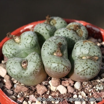 Conophytum obcordellum