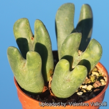 Conophytum bilobum