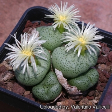 Conophytum peersii