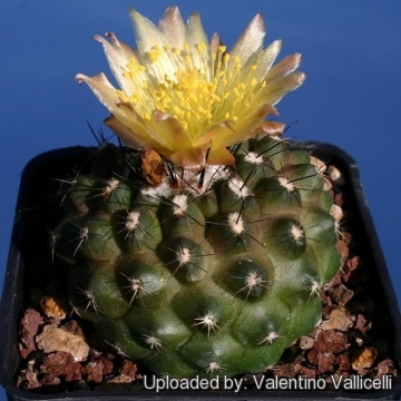 Copiapoa tocopillana