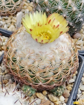 Coryphantha retusa