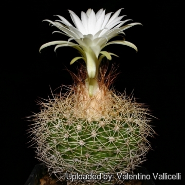 Discocactus boomianus