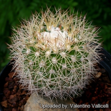 Discocactus boomianus