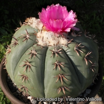 Echinocactus horizonthalonius