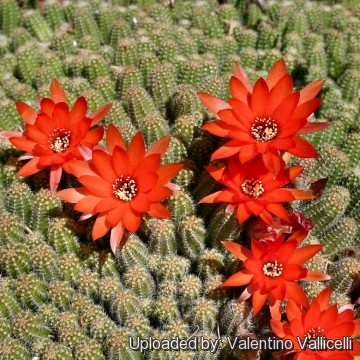 Echinopsis chamaecereus f. cristata