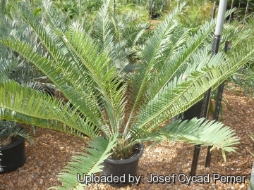 Encephalartos manikensis