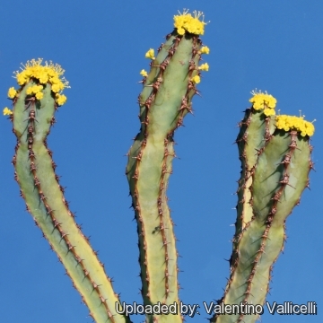 Euphorbia ledienii f. cristata