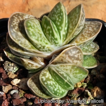 Gasteria gracilis cv. Variegata Yellow