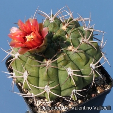 Gymnocalycium hybopleurum