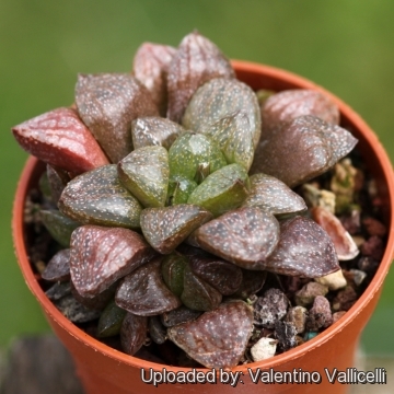 Haworthia turgida var. suberecta