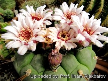 Gymnocalycium pflanzii subs. zegarrae