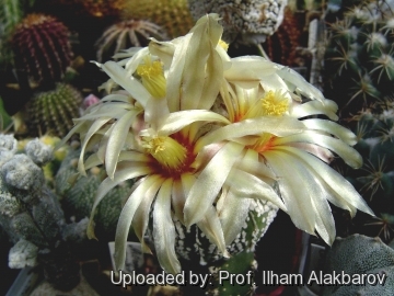 Astrophytum asterias cv. Superkabuto