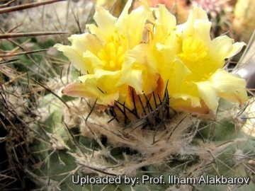 Copiapoa humilis