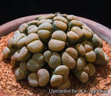 Lithops - Guida Completa Alle Piante Vivipara: Coltivazione E Cura - Foto 3